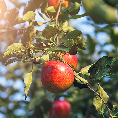九游官方入口热带水果五